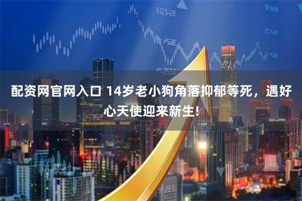 配资网官网入口 14岁老小狗角落抑郁等死,遇好心天使迎来新生!